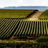 Ruinart_Vineyards_Spring_5_highwidth-1920x-prop-min.png